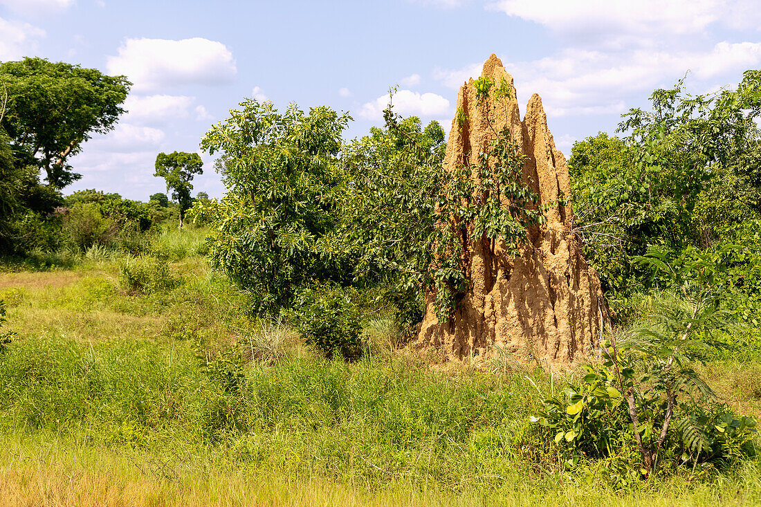 Termitenhügel in der Savannenlandschaft bei Kadelso an der Straße von Kintampo nach Tamale in der Bono-East-Region im Osten von Ghana in Westafrika