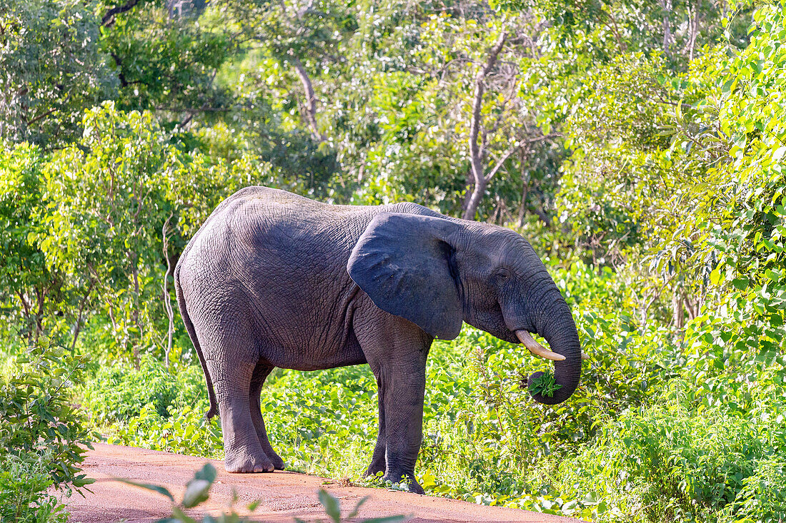 Elefant beim Fressen auf einer Piste im Mole National Park in der Savannah Region im Norden von Ghana in Westafrika