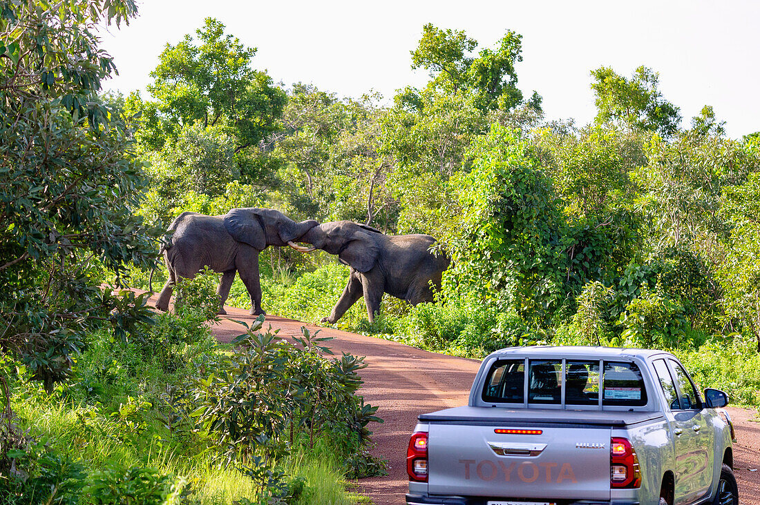 Elefanten kämpfen auf einer Piste im Mole National Park in der Savannah Region im Norden von Ghana in Westafrika