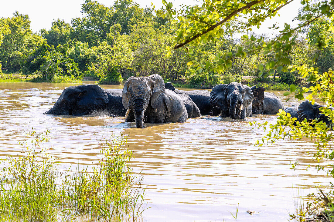 Elefanten nach dem Bad beim Verlassen der Wasserstelle im Mole National Park in der Savannah Region im Norden von Ghana in Westafrika