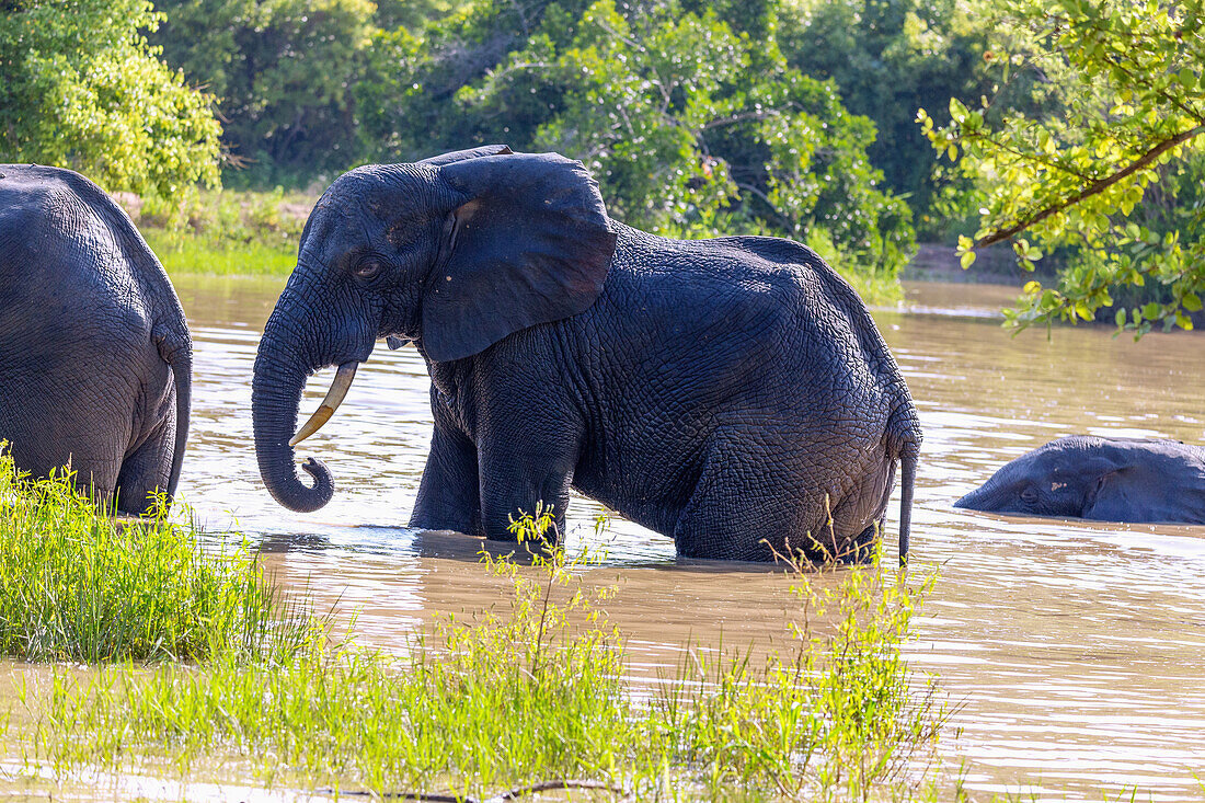 Elefanten nach dem Bad beim Verlassen der Wasserstelle im Mole National Park in der Savannah Region im Norden von Ghana in Westafrika