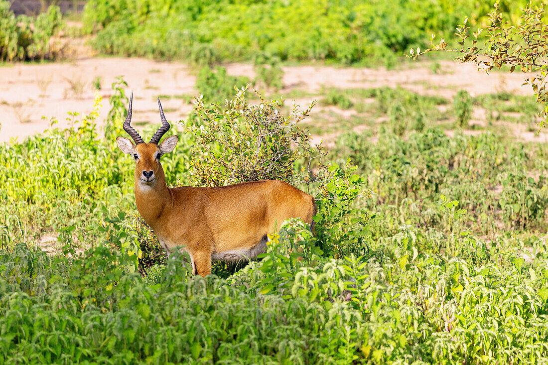 male bushbuck in the bush in Mole National Park in the Savannah Region of northern Ghana in West Africa