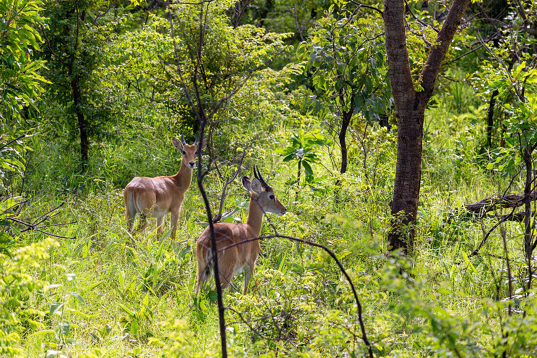 female bushbuck in the bush in Mole National Park in the Savannah Region of northern Ghana in West Africa