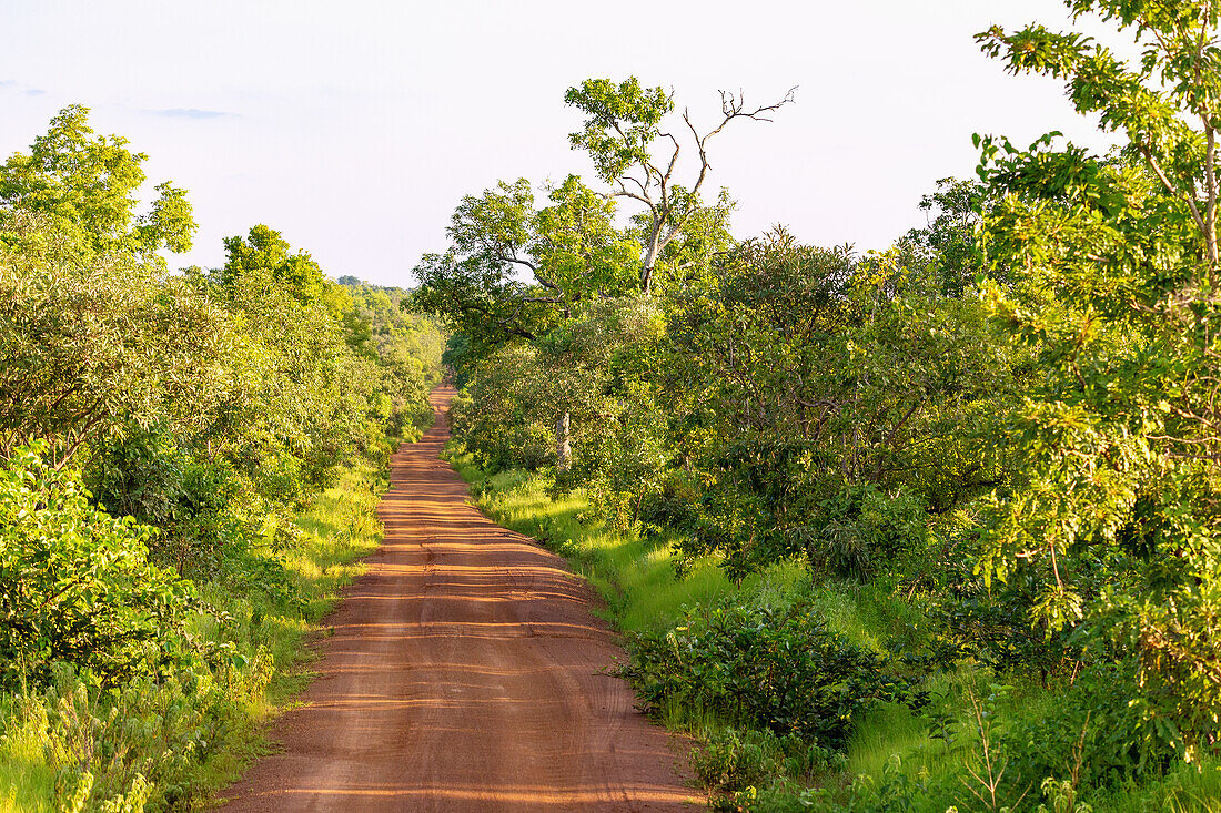 Piste durch die Savanne im Mole National Park in der Savannah Region im Norden von Ghana in Westafrika