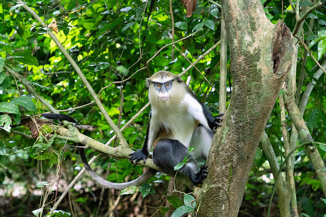 Mona Monkey im Tafi Atome Monkey Sanctuary bei Kpando in der Volta-Region im Osten von Ghana in Westafrika