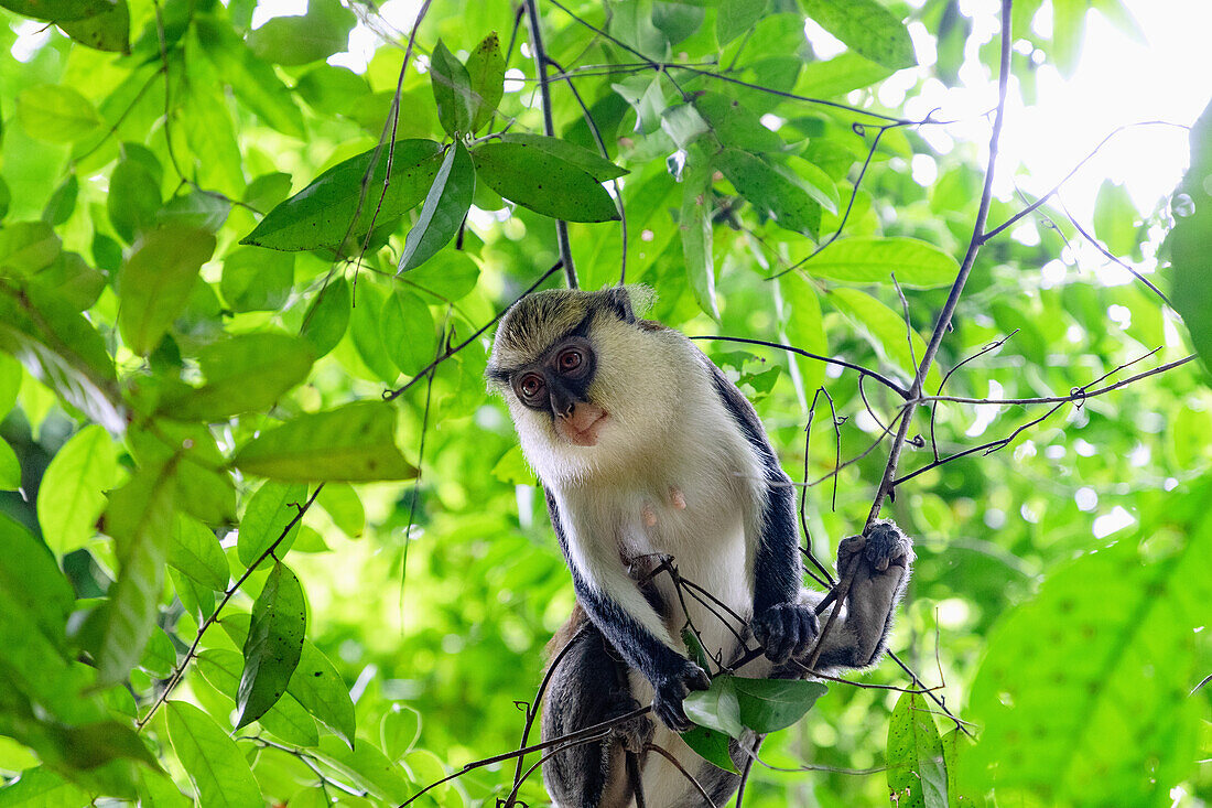 Mona Monkey at the Tafi Atome Monkey Sanctuary at Kpando in the Volta Region of eastern Ghana in West Africa