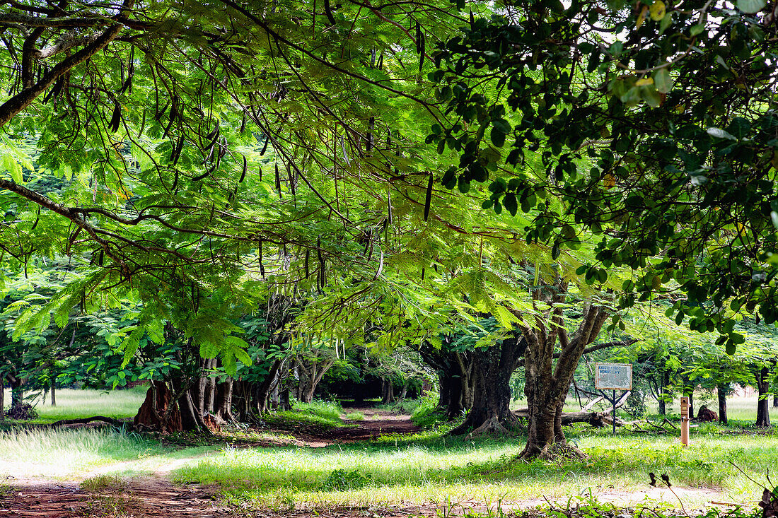 Cashewbaum-Allee zum Benediktinerkloster Kristo Buase Monastery bei Tanoboase in der Bono East Region im Zentrum von Ghana in Westafrika