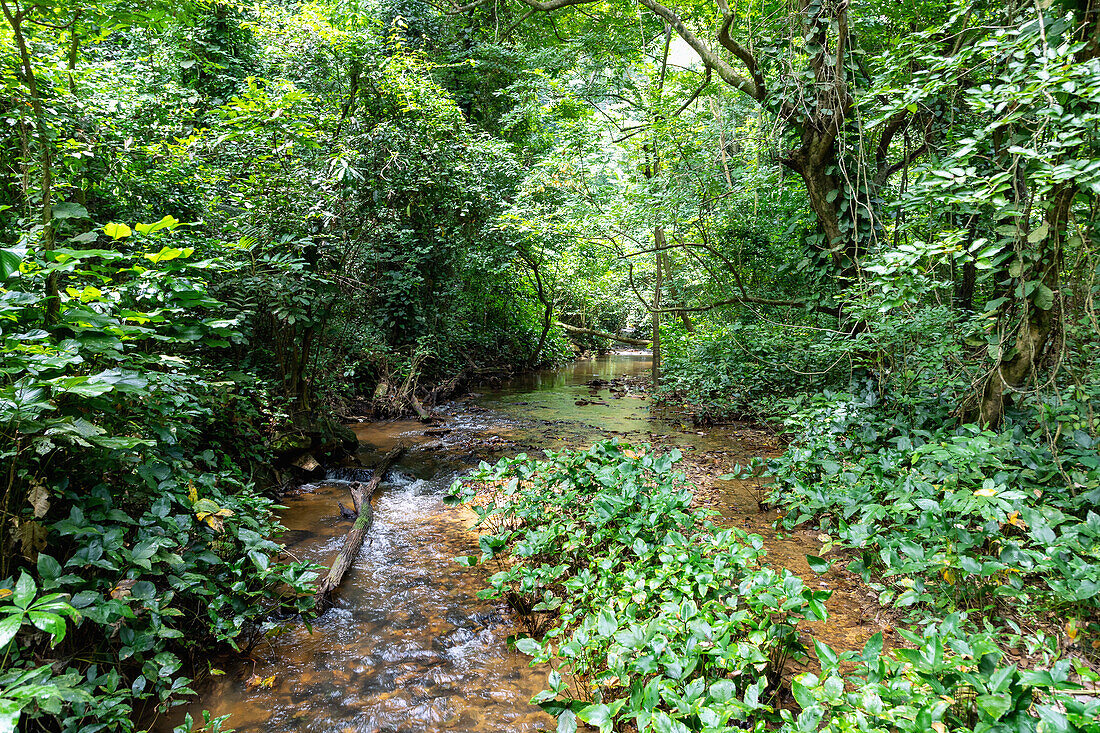 Bergfluss Agumatsa im Agumatsa Nature Reserve auf dem Weg zum Wli-Wasserfall bei Hohoe in der Volta-Region im Osten von Ghana in Westafrika