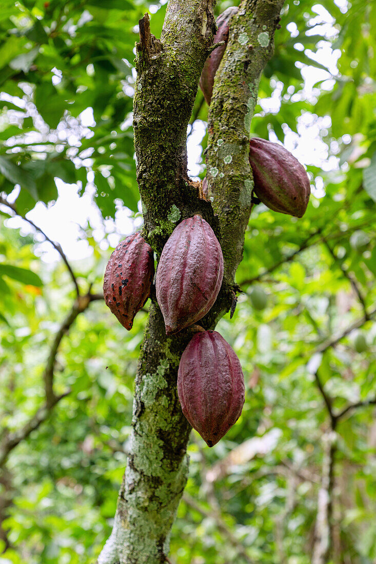 Kakaobaum, Theobroma cacao, mit Früchten beim Wli-Wasserfall bei Hohoe in der Volta-Region im Osten von Ghana in Westafrika