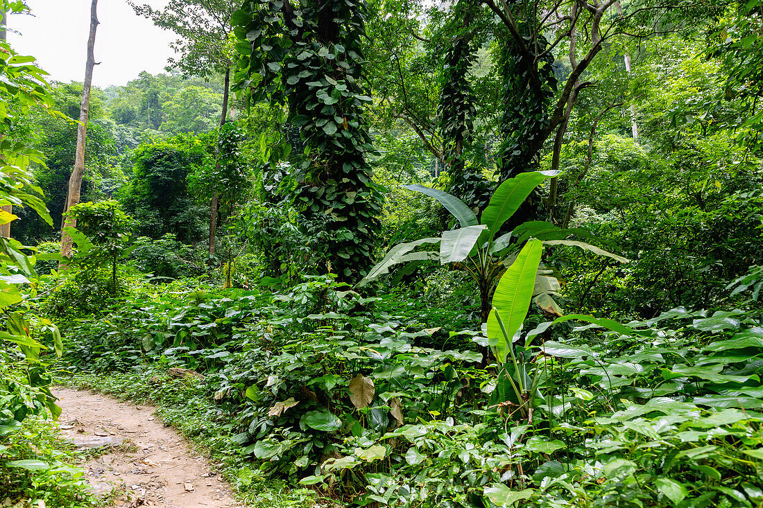 Hiking trail through rainforest to Wli Waterfall in Agumatsa Nature Reserve near Hohoe in the Volta Region of eastern Ghana in West Africa