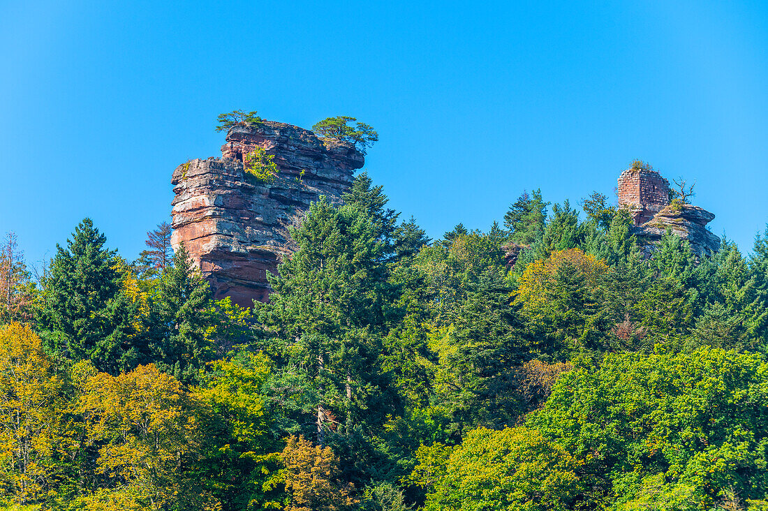 Rock and castle ruins of the Vieux Chateau de Windstein, Northern Vosges, Bas-Rhin, Alsace, Vosges, Grand Est, Alsace-Champagne-Ardenne-Lorraine, France