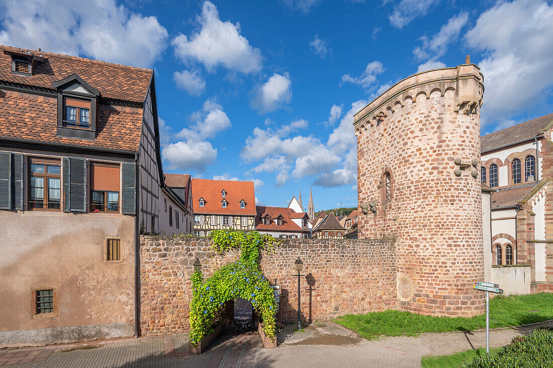 Mittelalterliche Stadtmauer von Obernai, Oberehnheim, Bas-Rhin, Route des Vins d'Alsace, Elsässer Weinstraße, Grand Est, Frankreich