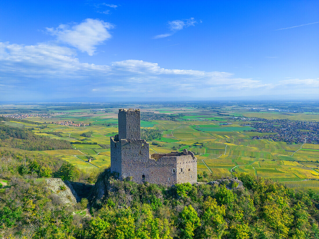 Ortenburg castle ruins near Chatenois, Sélestat, Bas-Rhin, Grand Est, Alsace-Champagne-Ardenne-Lorraine, France