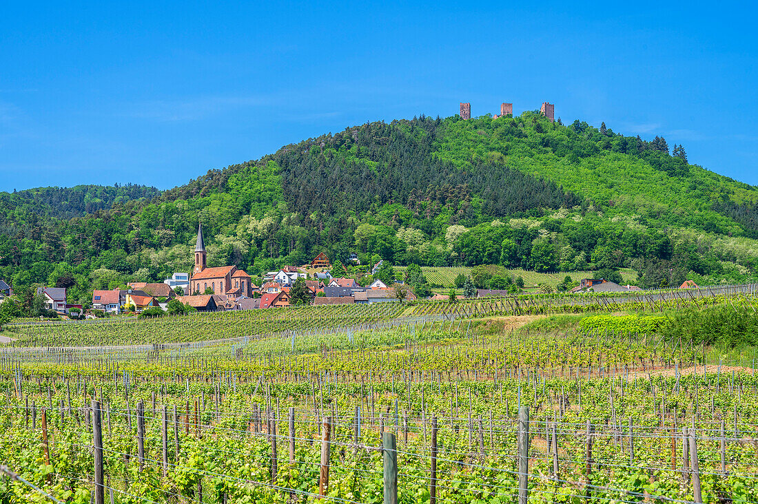 Blick auf Husseren-les-Chateaux mit den Burgen Drei Egsen (Drei Exen) bei Eguisheim, Haut-Rhin, Route des Vins d'Alsace, Elsässer Weinstraße, Grand Est, Alsace-Champagne-Ardenne-Lorraine, Frankreich