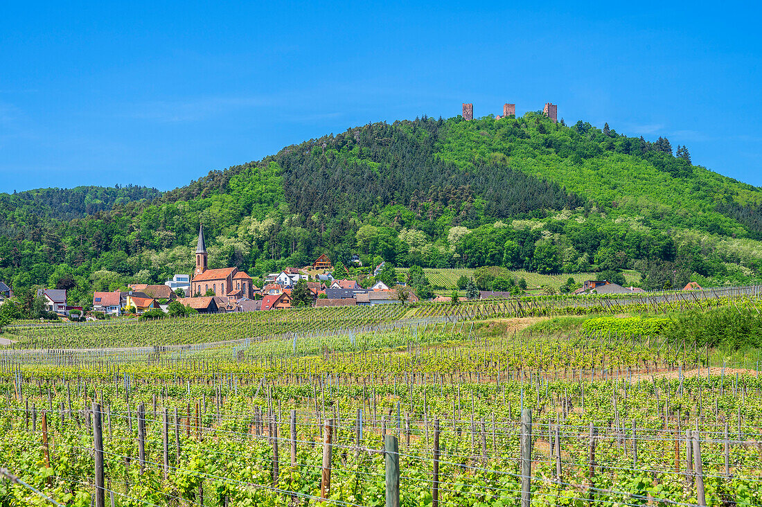 View of Husseren-les-Chateaux with the Drei Egsen (Three Exes) castles near Eguisheim, Haut-Rhin, Route des Vins d'Alsace, Alsace Wine Route, Grand Est, Alsace-Champagne-Ardenne-Lorraine, France