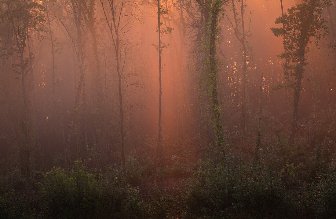 Morgenlicht in einem Wäldchen bei Chiusdino, Toskana, Italien