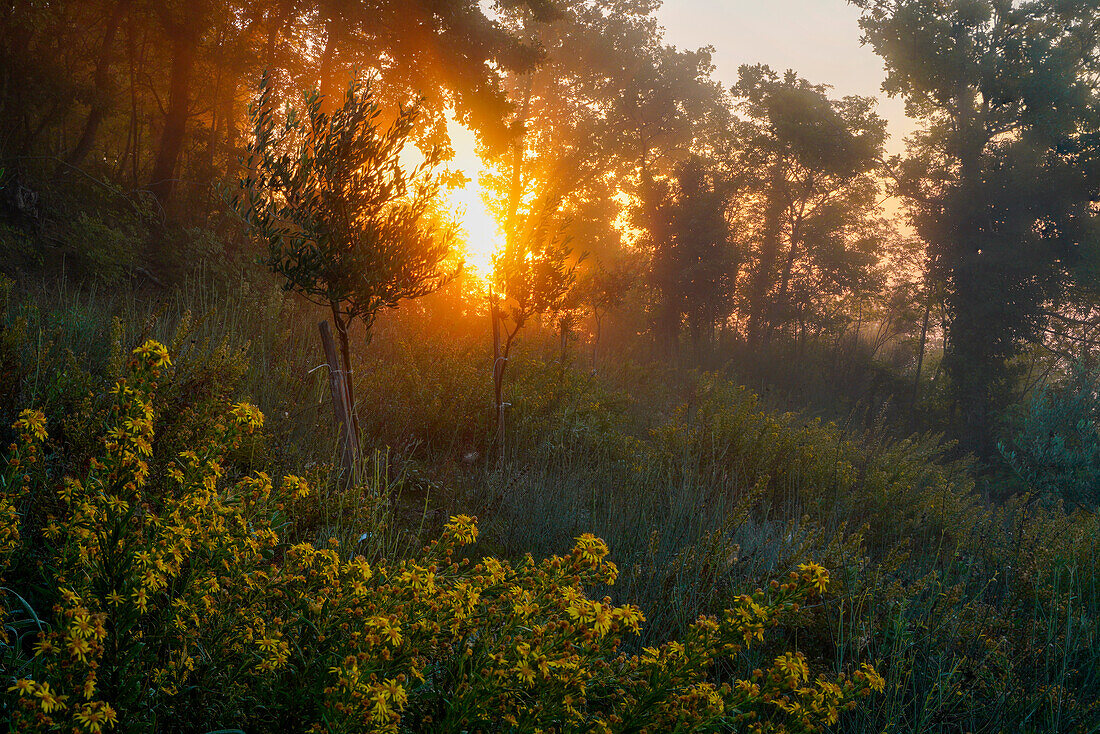 Morgens in den Hügeln bei Chiusdino, Provinz Siena, Toskana, Italien 