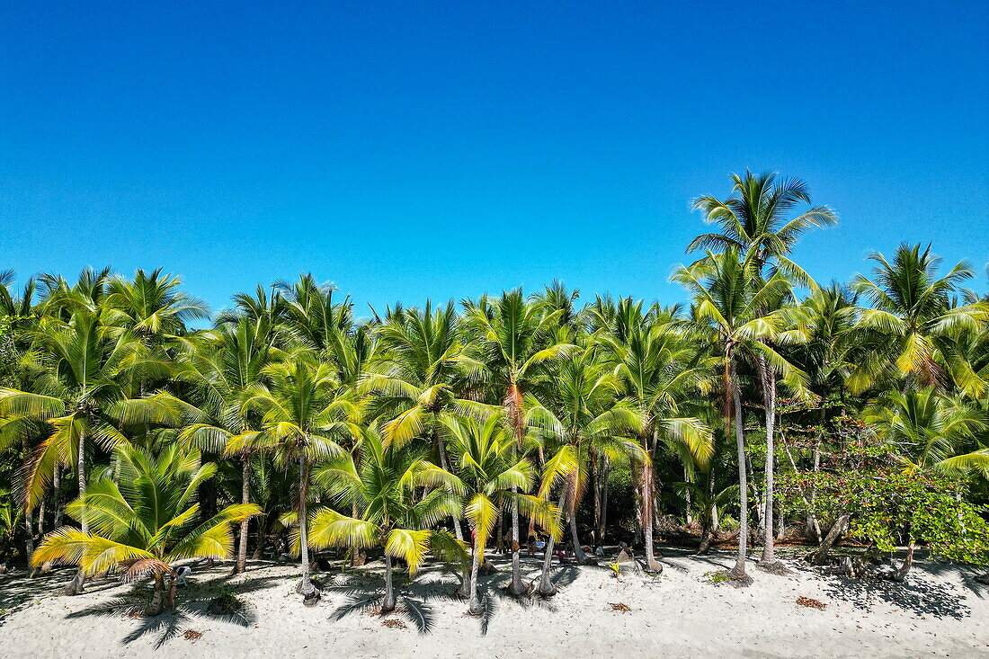 Aerial view of yoga class under coconut trees on beach for passengers of expedition cruise ship World Voyager (nicko cruises) , Isla Parida, Paridas Islands, Gulf of Chiriqui, Panama, Central America