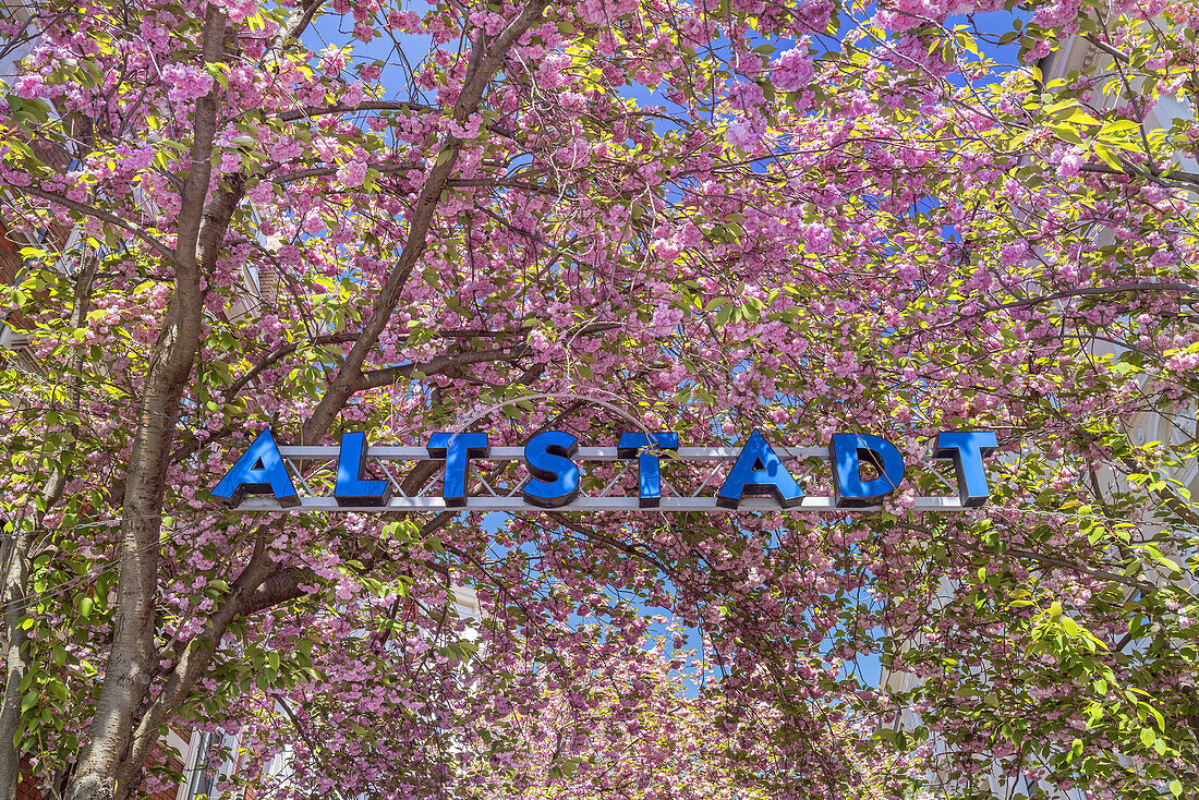 Cherry blossom at the entrance to Bonn's old town, Bonn, North Rhine-Westphalia, Germany