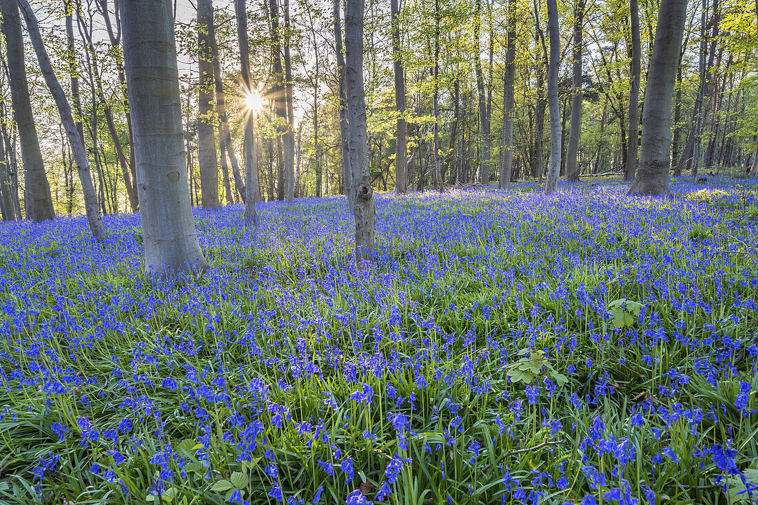 Bluebells in the forest near Hückelhoven, North Rhine-Westphalia, Germany