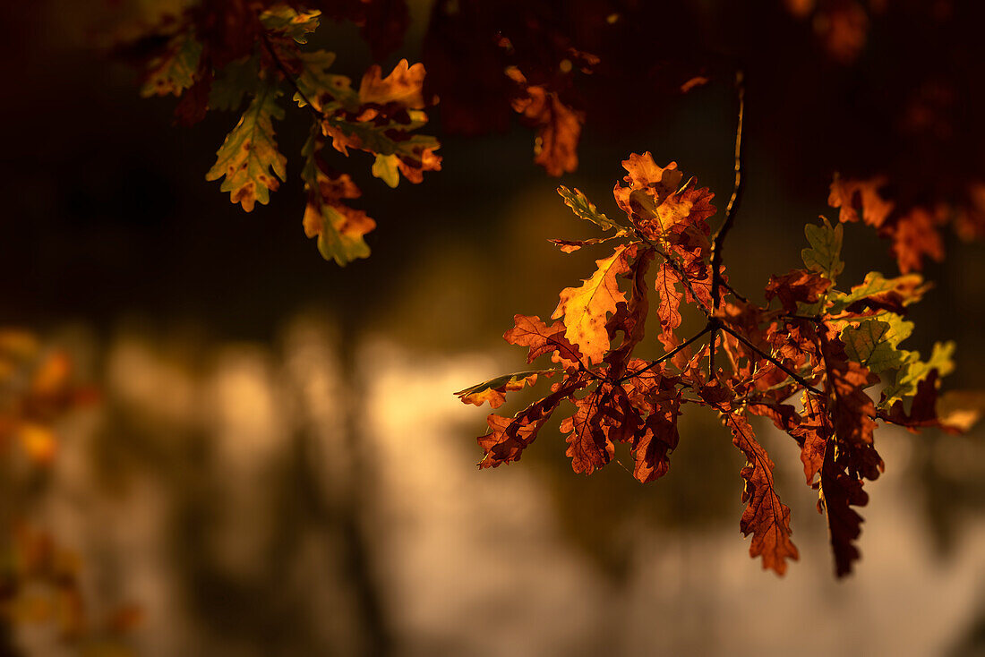 Herbstlaub in der Nähe Andechs, Bayern, Deutschland