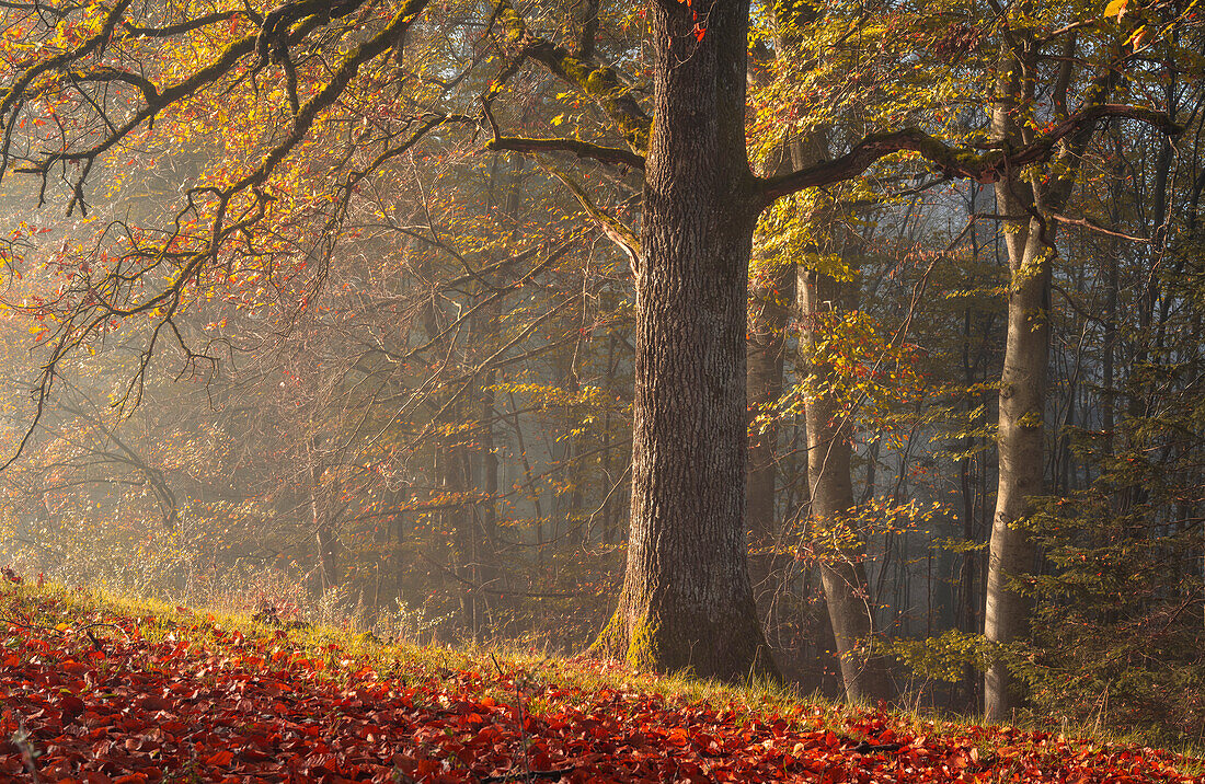 Herbstmorgen in der Nähe Andechs, Bayern, Deutschland