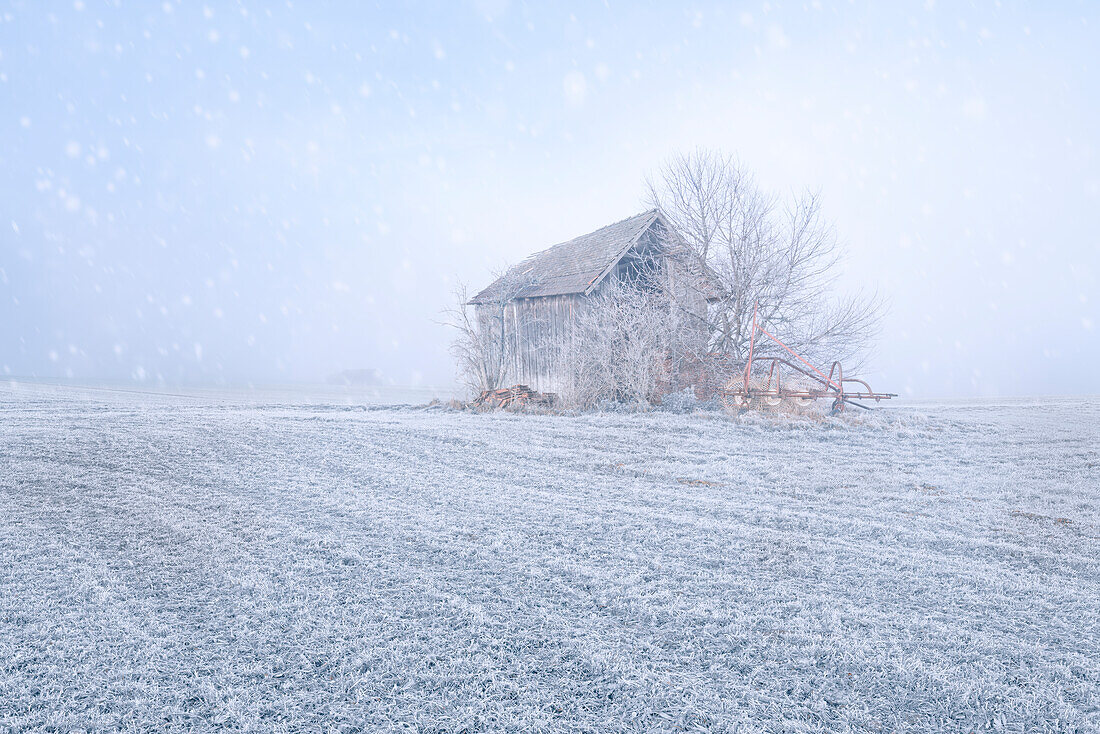 Old barn near Etting on a winter morning with light snowfall, Upper Bavaria, Bavaria, Germany
