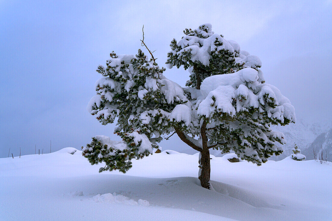 Snowbound pine trees in the Karwendel mountains near Mittenwald, Bavaria, Germany.