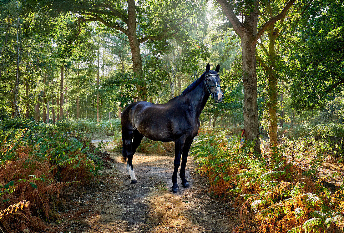 Pferd im Wald, England