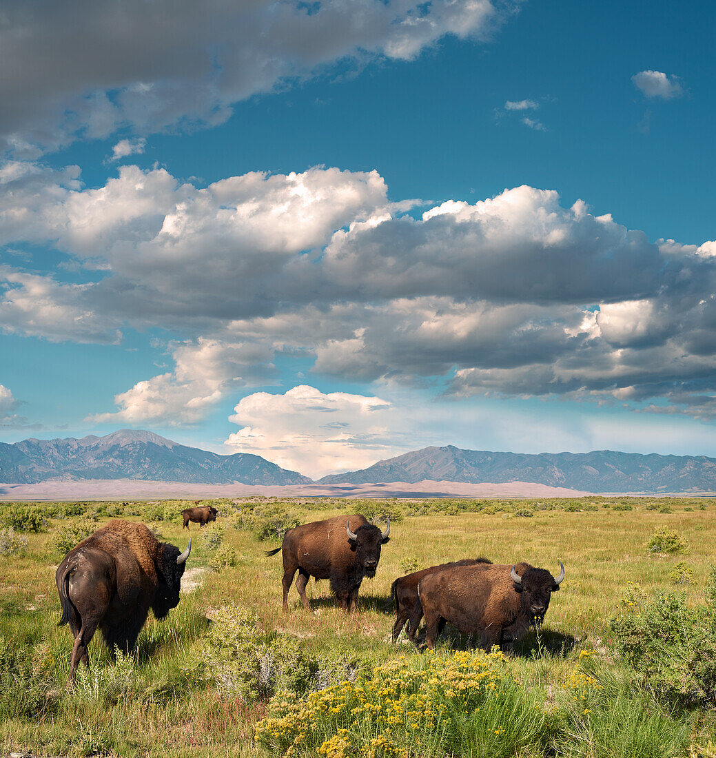 Bison auf der Ebene, Colorado, USA