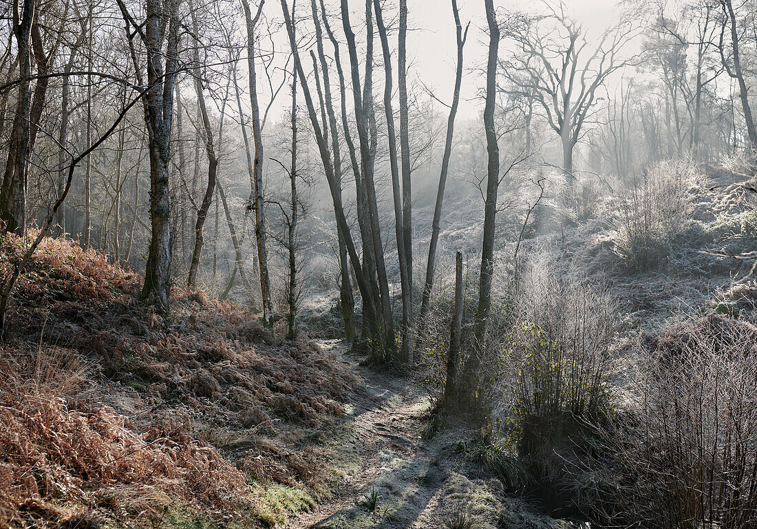 Nebliger Winterwald in Sussex, England