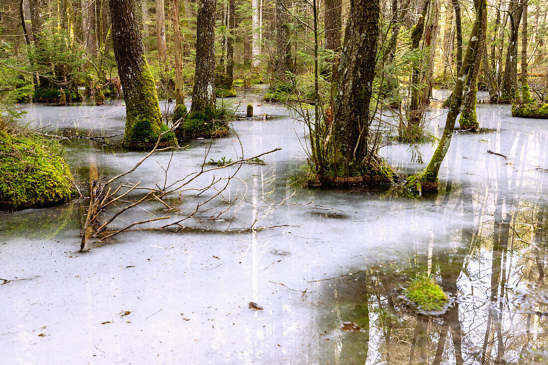 Fischbachau Fairytale Forest, icy forest pool on the hiking trail of the Fairytale Forest Tour near Fischbachau, Upper Bavaria, Germany