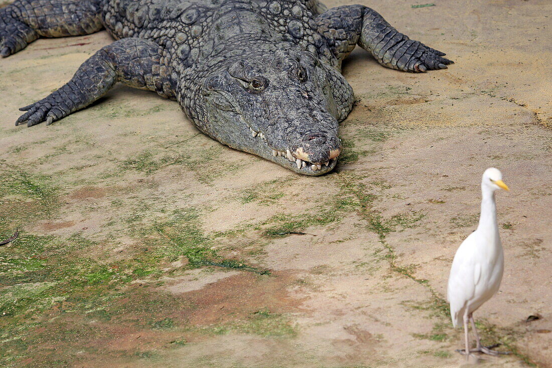 Crocodile Farm, Pierrelatte, Drôme, Auvergne-Rhône-Alpes, France