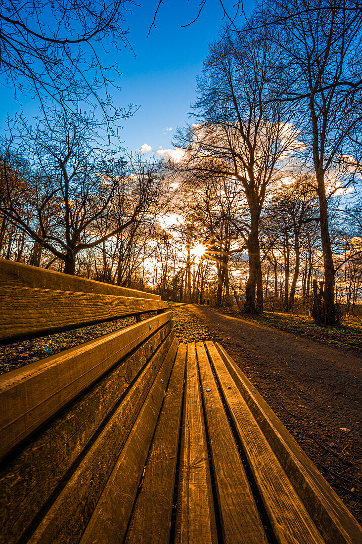 Sonnenstern at sunset in February in a leafless mixed forest with a park bench in the foreground, Hanover, Lower Saxony, Germany