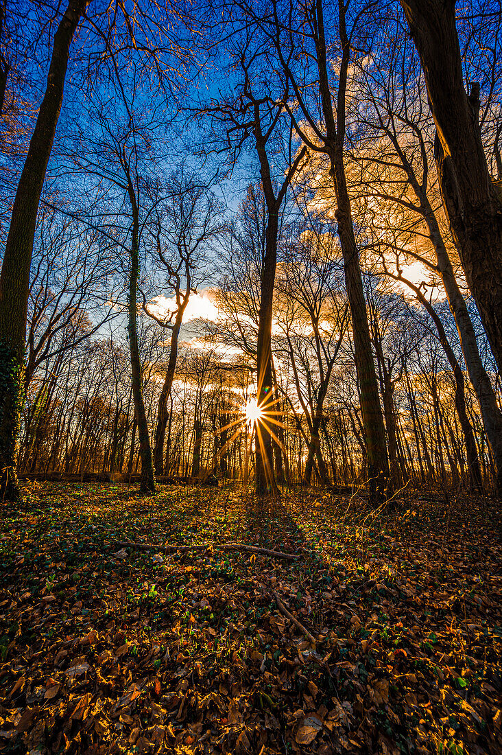 Sonnenstern bei Sonnenuntergang im Februar in einem blätterlosen Mischwald, Hannover, Niedersachsen, Deutschland