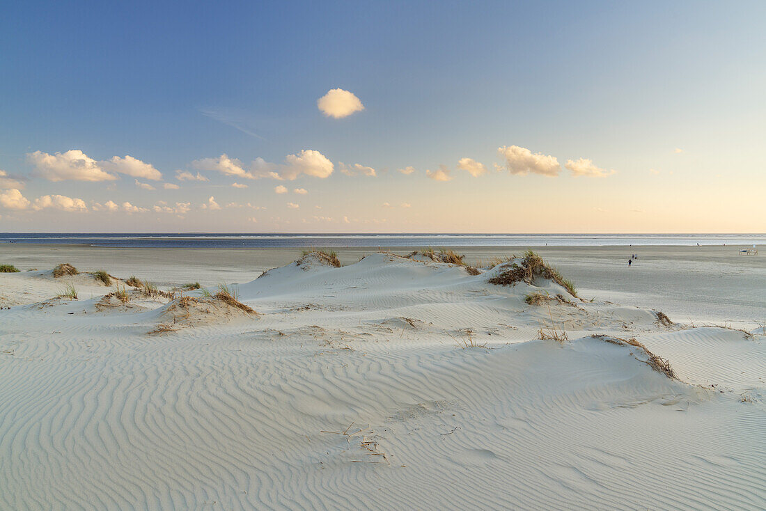 Dünen am Strand, Insel Borkum, Niedersachsen, Deutschland
