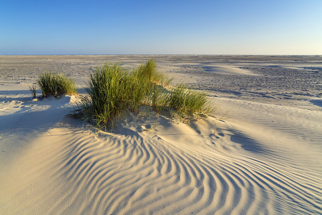 Dünen am Strand auf der Insel Borkum, Niedersachsen, Deutschland