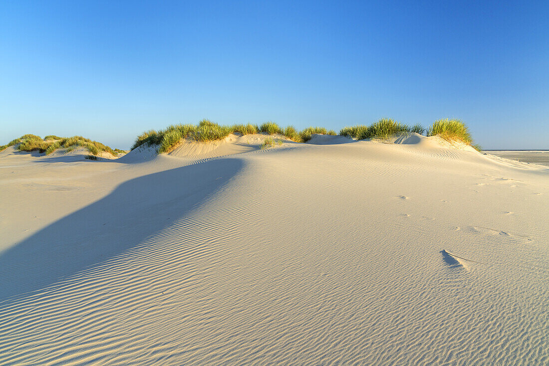 Dunes on the beach on the island of Borkum, Lower Saxony, Germany