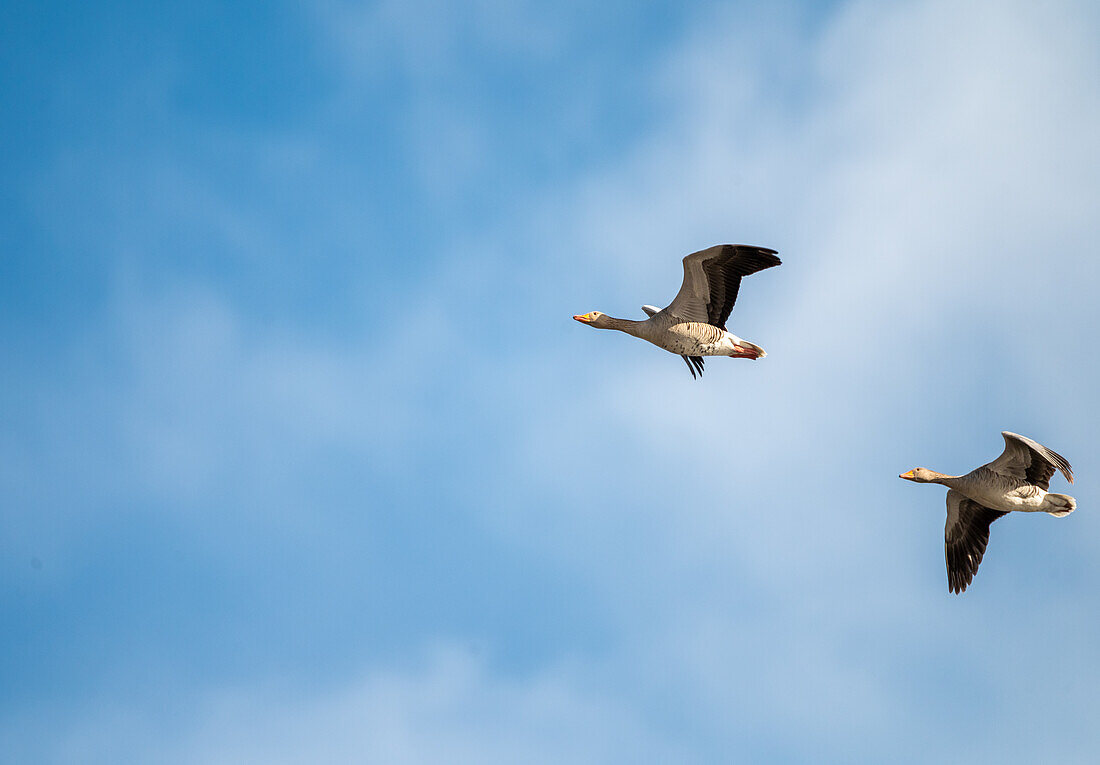 Gray geese (Anser anser) in the Natura 2000 area Weidmoos, restored bog in Salzburg, Austria