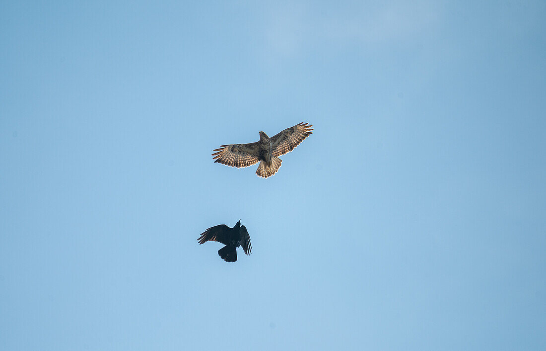 Carrion crow (Corvus corone) attacks passing Common buzzard (Buteo buteo) near Hallein, Salzburg, Austria