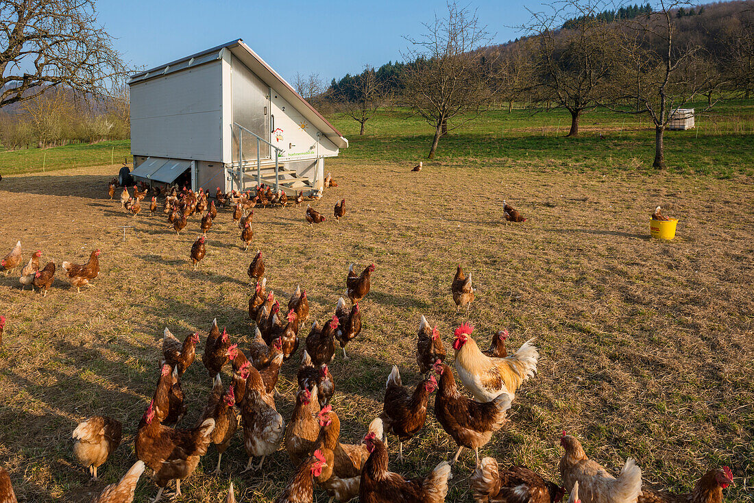 Free range chickens, near Freiburg im Breisgau, Black Forest, Baden-Württemberg, Germany