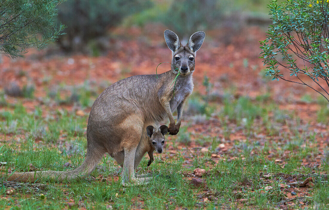 Wallaroo (Macropus robustus), Bergkänguru, Muttertier und Jungtier, Cunnamulla, Queensland, Australien