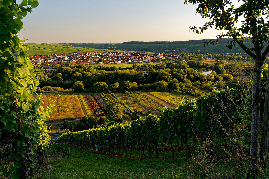 Wine town of Nordheim am Main in the midst of the vineyards on the Volkacher Mainschleife, Unterfanken, Bavaria, Germany