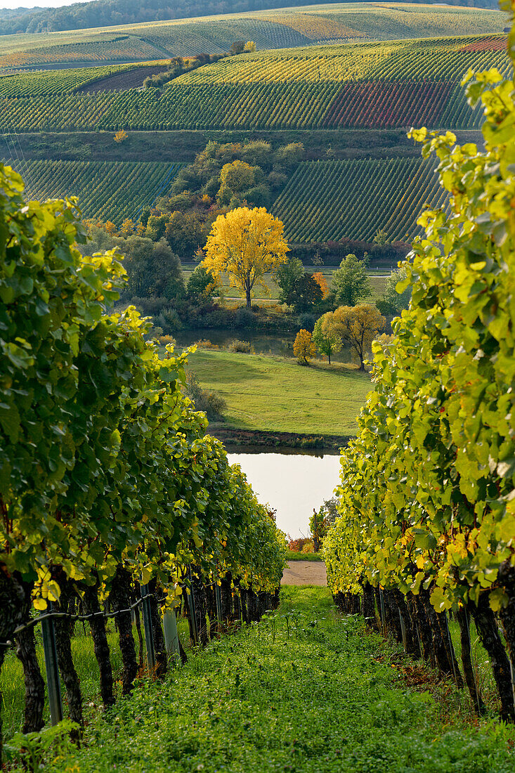 Landscape and vineyards near Stammheim, district of Schweinfurt, Lower Franconia, Franconia, Bavaria, Germany