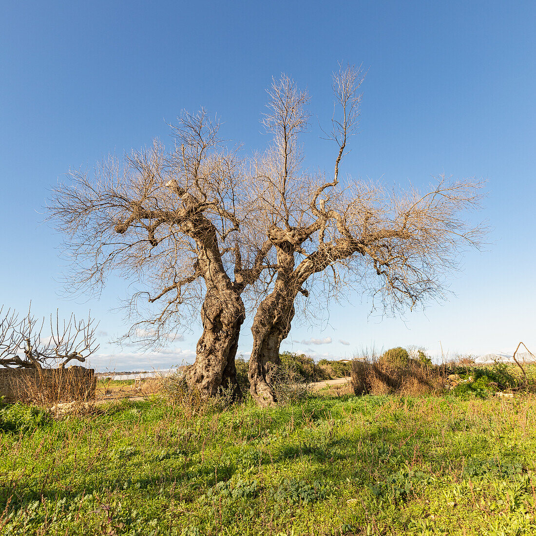 Olivenbäume bei Gallipoli, Apulien, Puglia, Italien, Europa