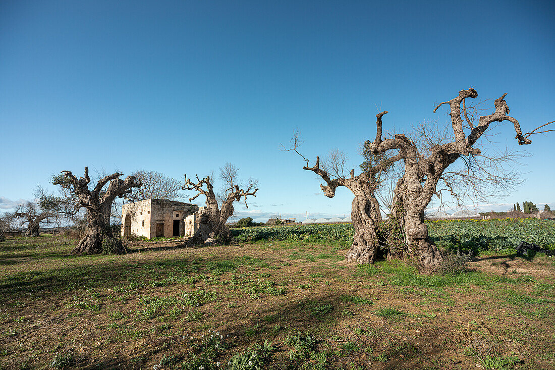 Olive trees at Gallipoli, Apulia, Pulgia, Italy, Europe