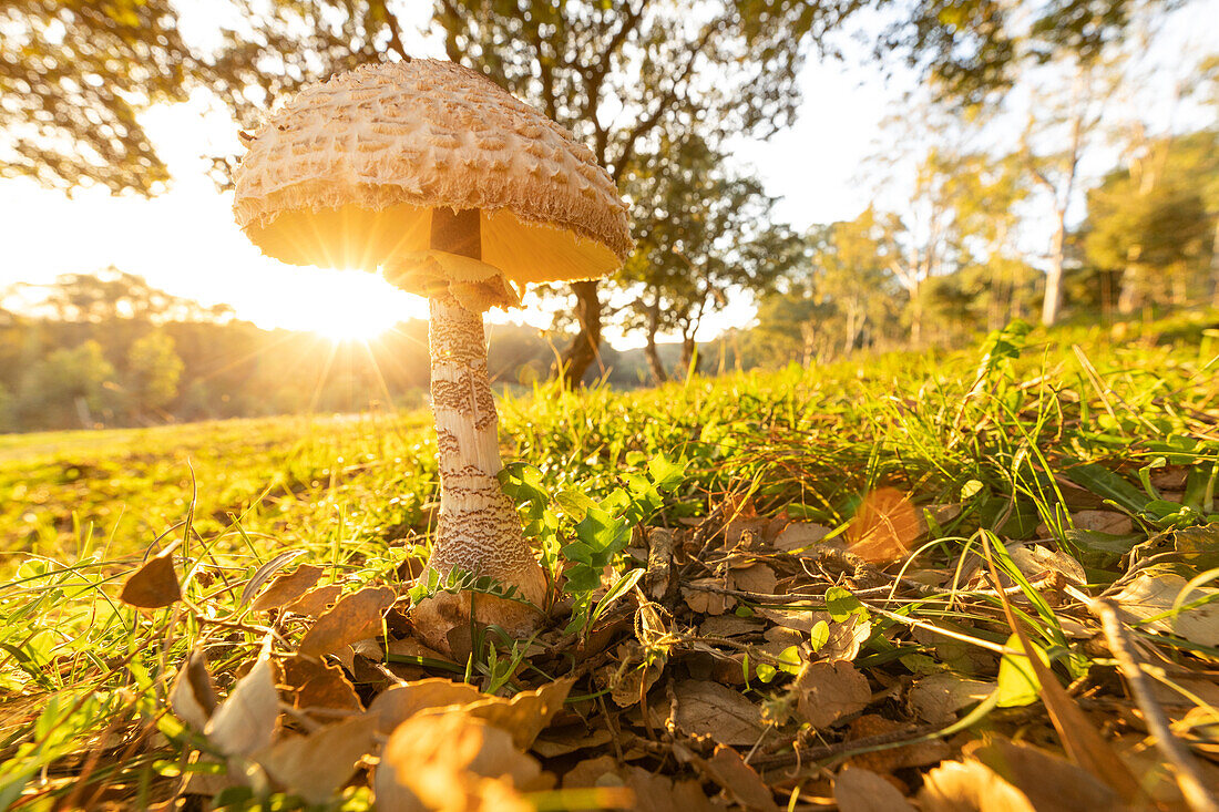 Mushrooms at Bosco Scorace, Trapani, Sicily, Italy, Europe