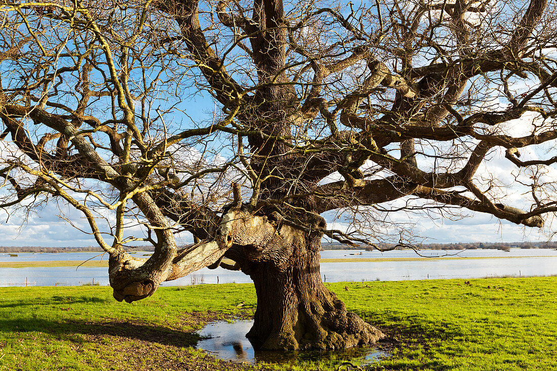 Oak tree at winter time in the Cotentin Peninsula swamp