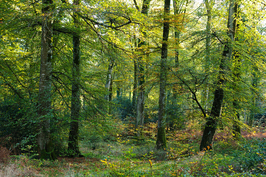 Buchen im Wald von Cerisy zur Herbstzeit, Abendlicht, Normandie, Frankreich