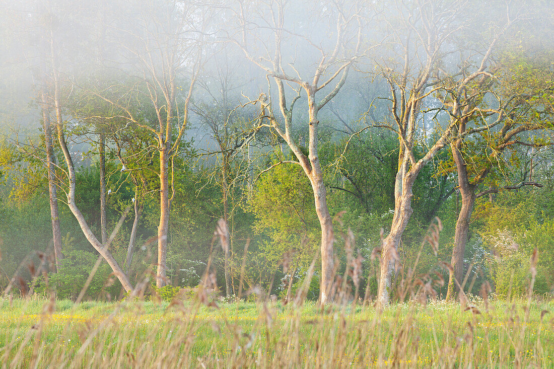 Eschen an einer Feuchtwiese im Morgengrauen, im Frühling im Marais du Cotentin, Calvados, Normandie, Frankreich